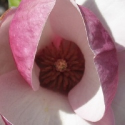 Magnolia x soulangeana 'Lennei'