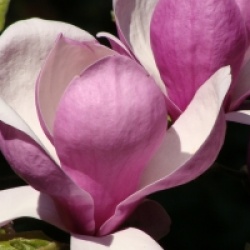Magnolia x soulangeana 'Lennei'