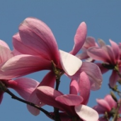 Magnolia 'Galaxy' - Magnolia Galaxy