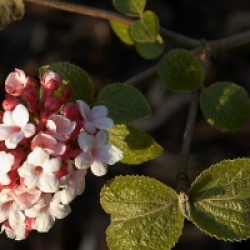 Viburnum carlesii 'Aurora' - Viorne Aurora