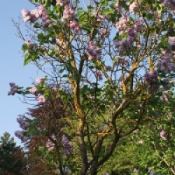 Lilas Katherine Havemeyer