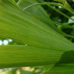 Ginkgo biloba 'Saratoga' - Arbre aux 40 �cus Saratoga