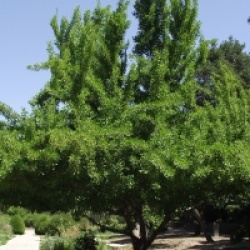 Ginkgo biloba 'Saratoga'