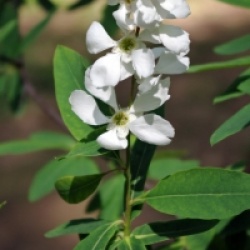 Exochorda racemosa  - Exochorda racemosa