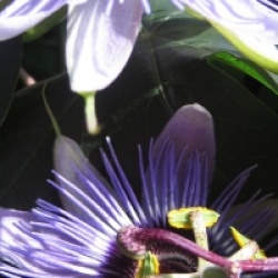 Passiflora 'Purple Haze'  - Passiflore Purple Haze
