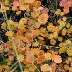 Betula nana - Bouleau nain