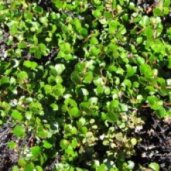 Betula nana