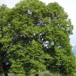 Tilleul � petites feuilles