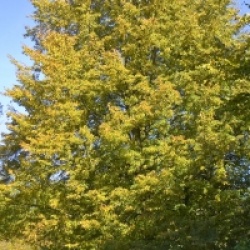 Tilia cordata