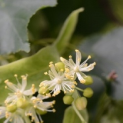 Tilia cordata