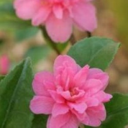 Camellia 'Fragant Pink'