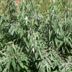 Elaeagnus angustifolia