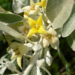 Elaeagnus angustifolia