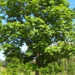 Fraxinus excelsior  - Fr�ne commun