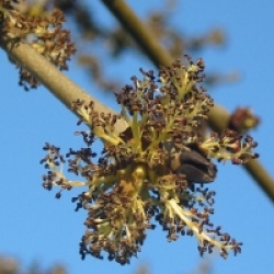 Fraxinus excelsior 