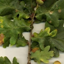 Quercus robur - Ch�ne p�doncul�