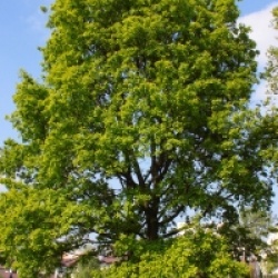 Quercus robur