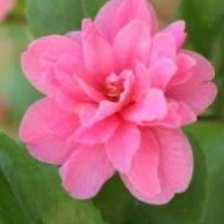 Camellia 'Fragant Pink' - Cam�lia odorant Fragant Pink