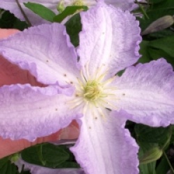 Clematis 'Blue Angel'