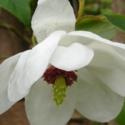 Magnolia wilsonii 