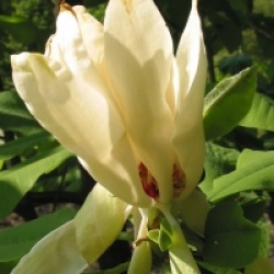 Magnolia tripetala