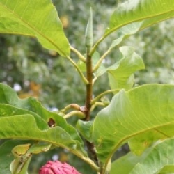 Magnolia tripetala