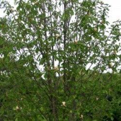 Magnolia officinalis var. biloba