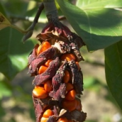 Magnolia cylindrica