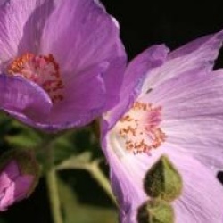 Abutilon x suntense 'Violetta'