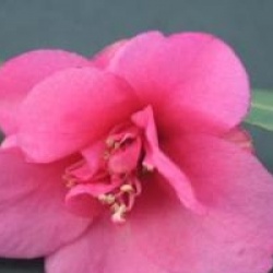 Camellia 'Gay Baby' - Cam�lia champ�tre Gay Baby