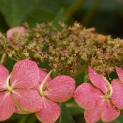 Hortensia � fleurs plates Tokyo Delight