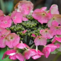 Hydrangea macrophylla 'Tokyo Delight'