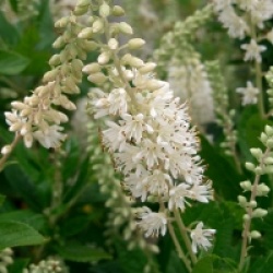 Clethra alnifolia - Cl�thre � feuilles d'aulne