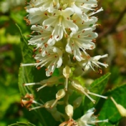Clethra alnifolia