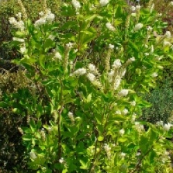 Clethra alnifolia