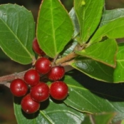 Rhamnus alaternus