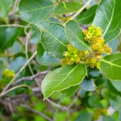 Rhamnus alaternus