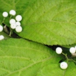 Callicarpa japonica 'Albibacca' - Callicarpa � fruits blancs