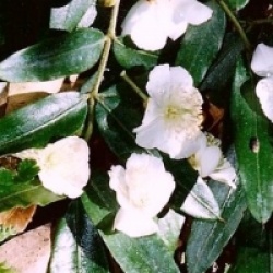 Eucryphia moorei  - Eucryphia moorei 