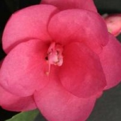 Camellia 'Gay Baby'