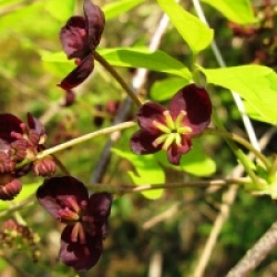 Akebia trifoliata  - Akebia lobata