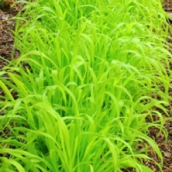 Carex elata 'Aurea'