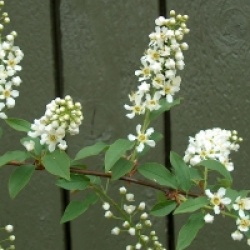 Prunus padus  - Merisier � grappes