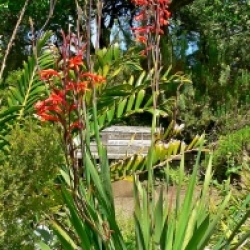Watsonia fulgens