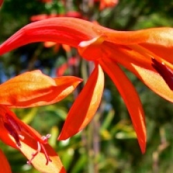 Watsonia fulgens - Watsonia fulgens