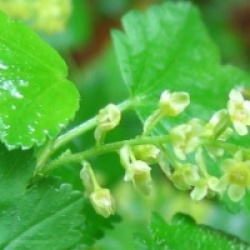 Ribes alpinum - Groseiller des Alpes