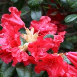 Rhododendron 'Scarlet Wonder' - Rhododendron nain Scarlet Wonder