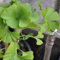 Ginkgo biloba 'Mariken'
