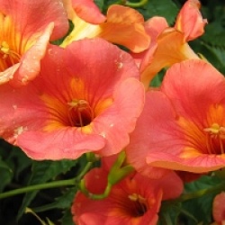 Campsis grandiflora
