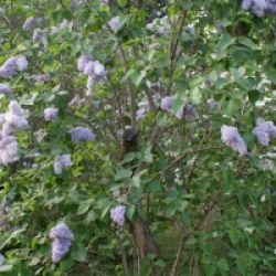 Syringa vulgaris 'President Grevy' - Lilas Pr�sident Gr�vy